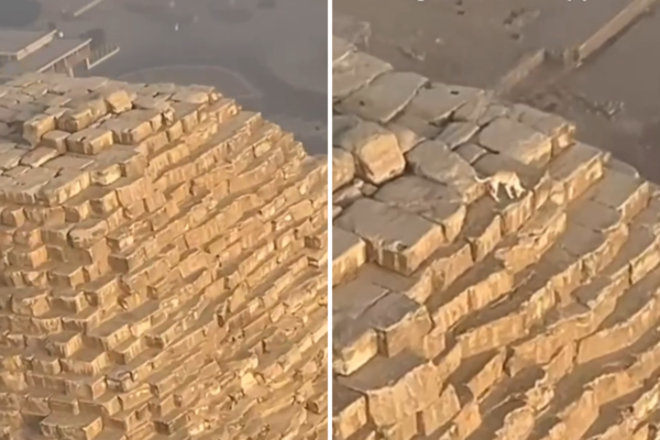 A man flies over the Pyramids of Giza and sees a dog on top of a 455-foot peak
