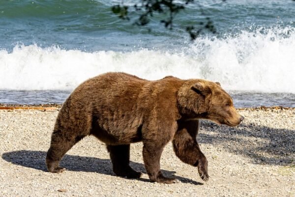 Fat Bear Week 2024 - Katmai National Park and Preserve (US National Park Service)