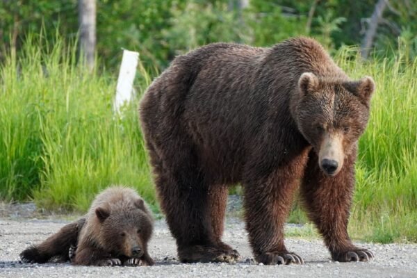 Plans for Fat Bear Week 2024 have been delayed after a bear fight ended in death