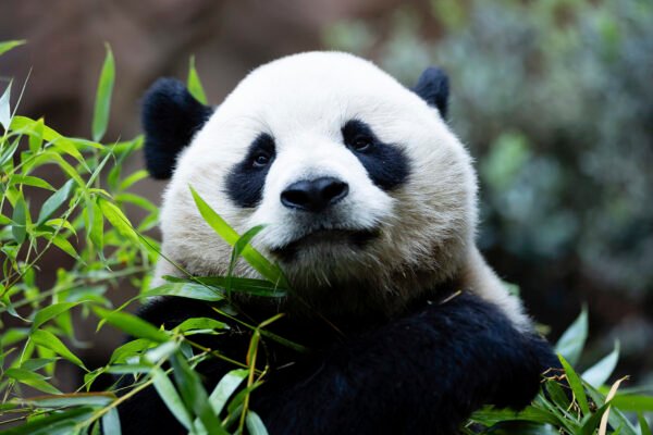 Why California should let pandas vote