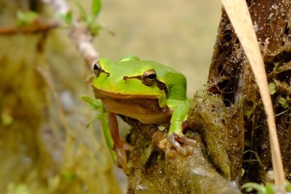 Chernobyl frogs exposed to radiation show no signs of accelerated aging or increased stress hormone levels