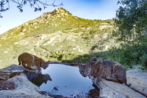 Nature: San Diego: the wildest city in America