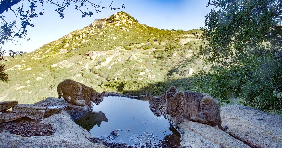 Nature: San Diego: the wildest city in America